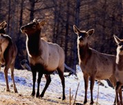 立冬后的烏蘇，一場色彩斑斕的告別與新生